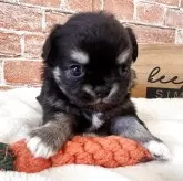 チワワ(ロング)