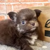 チワワ(ロング)