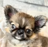 チワワ(ロング)