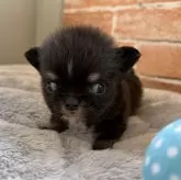 チワワ(ロング)