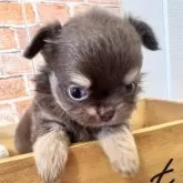 チワワ(ロング)【埼玉県・男の子・2025年9月28日・チョコレートタン&ホワイト】の写真7