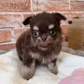 チワワ(ロング)【埼玉県・男の子・2025年9月28日・チョコレートタン&ホワイト】の写真8