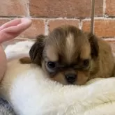 チワワ(ロング)【埼玉県・女の子・2025年10月7日・フォーンホワイト】の写真4