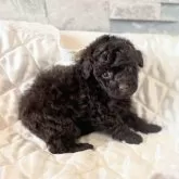 タイニープードル【埼玉県・男の子・2025年9月23日・ブラウン】の写真4