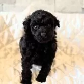 タイニープードル【埼玉県・女の子・2025年11月3日・ブラック】の写真5