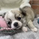 チワワ(ロング)【埼玉県・女の子・2025年10月7日・フォーンホワイト】の写真5