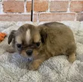 チワワ(ロング)【埼玉県・女の子・2025年10月7日・フォーンホワイト】の写真7