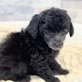 タイニープードル【埼玉県・女の子・2025年10月3日・グレー】の写真7