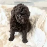 タイニープードル【埼玉県・男の子・2025年9月23日・ブラウン】の写真7