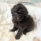 タイニープードル【埼玉県・男の子・2025年9月23日・ブラウン】の写真8