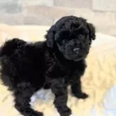 タイニープードル【埼玉県・女の子・2025年11月3日・ブラック】の写真9