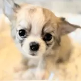 チワワ(ロング)【埼玉県・女の子・2025年10月7日・フォーンホワイト】の写真9