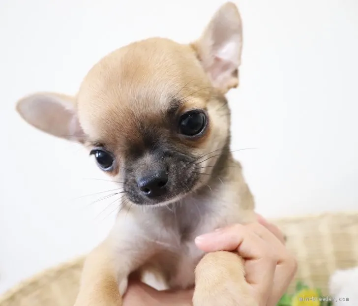 ID：1905-02960の子犬