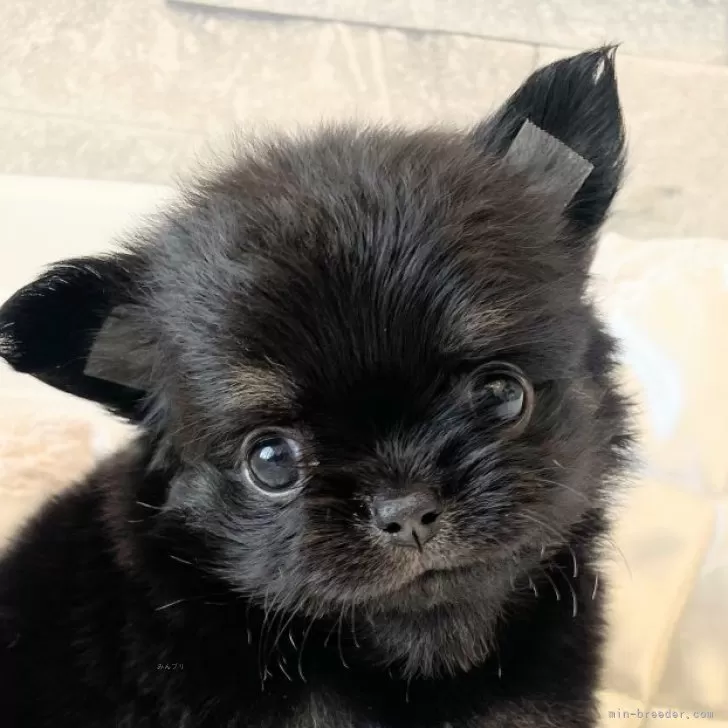ID：2408-00852の子犬