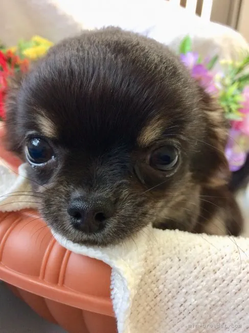 ID：1811-00275の子犬