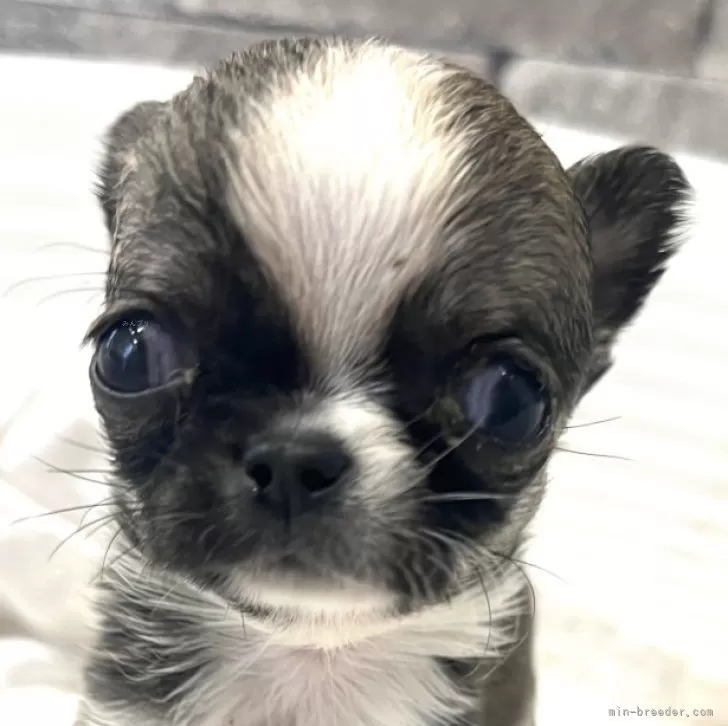 ID:2409-02301の子犬