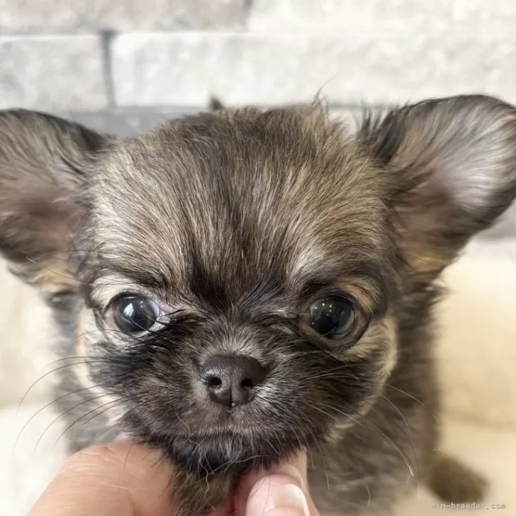 ID：2410-02642の子犬