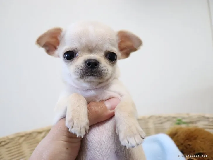 ID：1905-02965の子犬