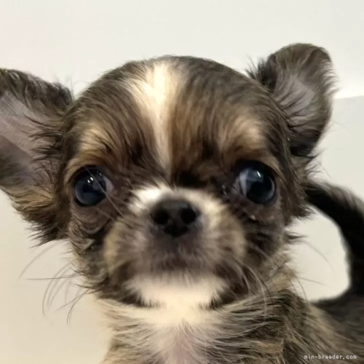 ID：2408-06921の子犬