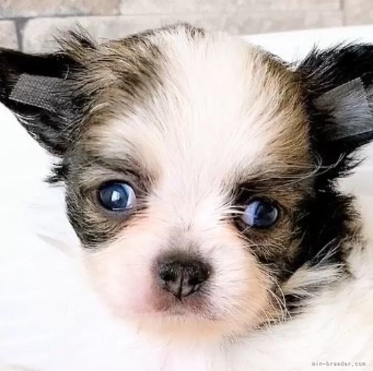 ID：2406-06360の子犬
