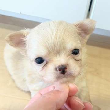 チワワ(ロング)【埼玉県・男の子・2023年7月30日・クリーム】の写真「両親JKCチャンピオン犬」