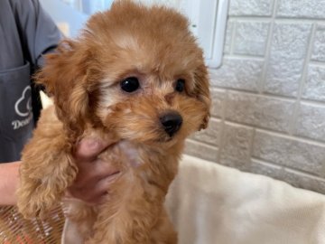 トイプードル(タイニー)【埼玉県・女の子・2021年8月3日・レッド】の写真「極小プードルの女の子🐩」