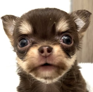 チワワ(ロング)【埼玉県・女の子・2023年12月31日・チョコレートタン】の写真「超極小チワワの一推しチワワ🥳」