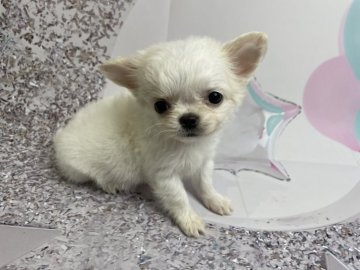 チワワ(ロング)【埼玉県・男の子・2021年12月11日・ホワイト】の写真「純白極小チワワちゃん♂」