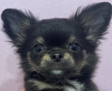 チワワ(ロング)【埼玉県・女の子・2021年11月29日・ブラックタン&ホワイト】の写真「癒し系のチワワとても元気です」