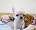 チワワ(スムース)【埼玉県・女の子・2019年4月6日・クリーム&ホワイト】の写真3