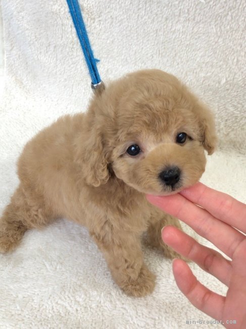 吉川　麻紀(よしかわ　まき)ブリーダー(石川県・トイプードルなど・JKC登録)の紹介写真2