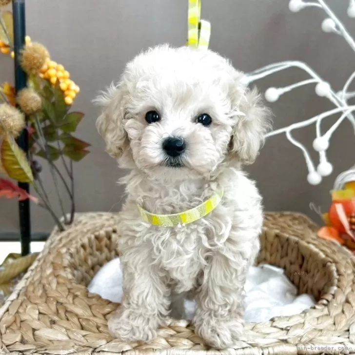ID：2508-06570の子犬