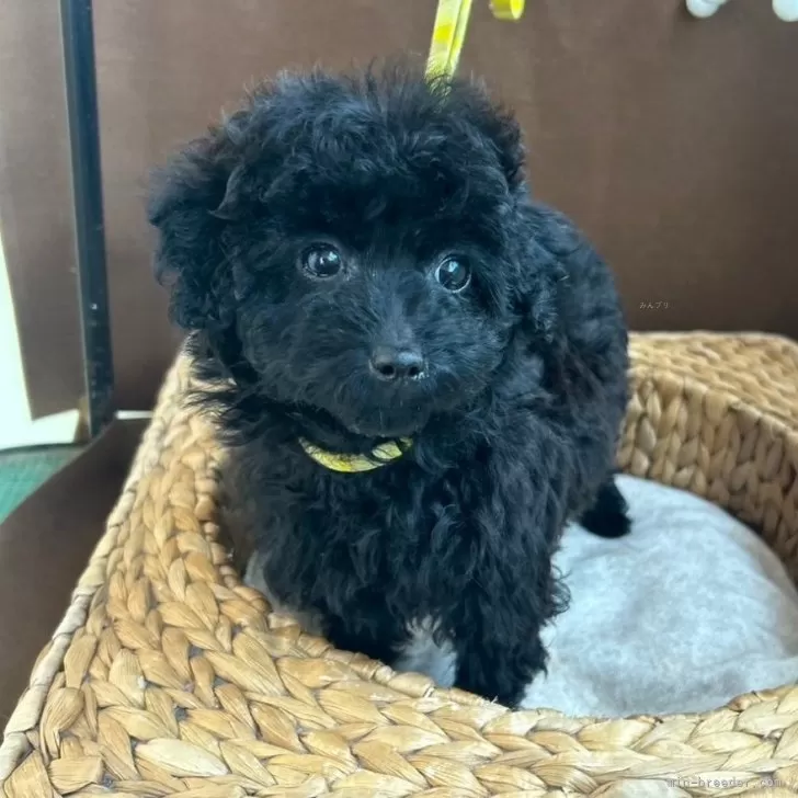 ID：2501-05976の子犬