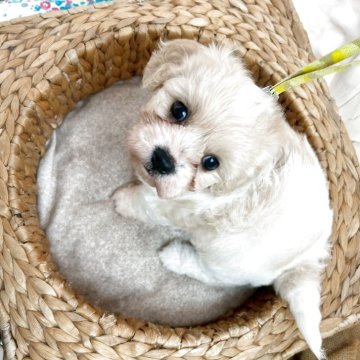 キャバション(ビションフリーゼ×キャバリア)【石川県・男の子・2025年10月8日・パーティーカラー】の写真「キャバションの男の子
大きな瞳の短足君」