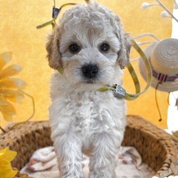 ミディアムプードル【石川県・女の子・2025年6月28日・ペールフォーン】の写真「骨太　どっしりした可愛い子
おっとりタイプ」