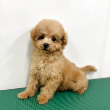 トイプードル(ティーカップ)【石川県・男の子・2025年9月21日・オレンジフォーン】の写真「小さな男の子　コロコロ遊ぶ姿はぬいぐるみ」