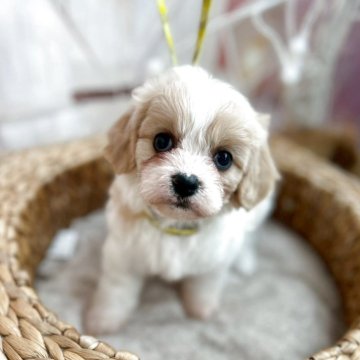 キャバション(ビションフリーゼ×キャバリア)【石川県・女の子・2025年10月8日・パーティーカラー】の写真「キャバションの女の子
大きな瞳の短足君」