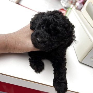 トイプードル(トイ)【石川県・男の子・2025年6月25日・ブラック】の写真「まっくろくろすけの僕」
