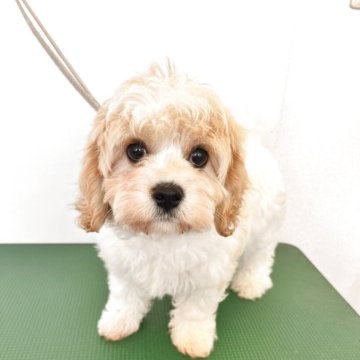 ミックス(ビションフリーゼ×キャバリア)【石川県・女の子・2025年1月19日・ブレンハイム】の写真「キャバリーゼ　クリクリ瞳の女の子」