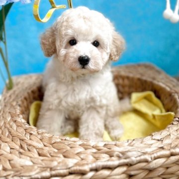 ミディアムプードル【石川県・女の子・2025年3月28日・ペールフォーン】の写真「がっちりした女の子」