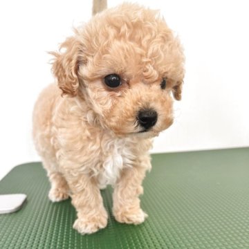 ミックス(トイプードル×ビションフリーゼ)【石川県・男の子・2025年2月27日・クリーム】の写真「大きな瞳　短足ボーイ」