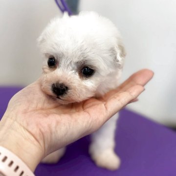 ビションフリーゼ【石川県・女の子・2025年10月22日・ホワイト】の写真「短い足で歩く姿はぬいぐるみ」