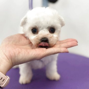 ビションフリーゼ【石川県・男の子・2025年10月22日・ホワイト】の写真「ビションフリーゼ男の子　美形男子」