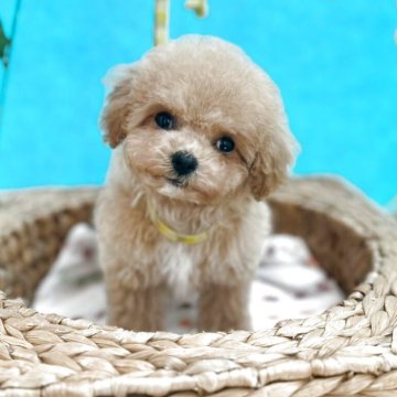 ミックス(トイプードル×ビションフリーゼ)【石川県・男の子・2025年2月27日・クリクリ瞳 短い足が可愛い】の写真「短足君クリクリ瞳の可愛い子」