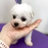 ビションフリーゼ