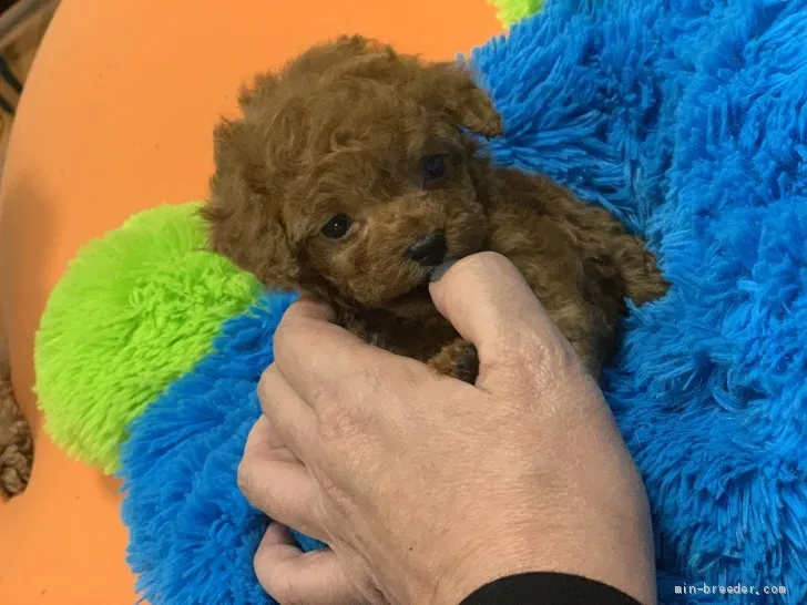 E.T多田悦子 様のお迎えした子犬