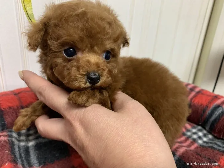 tomo 様のお迎えした子犬