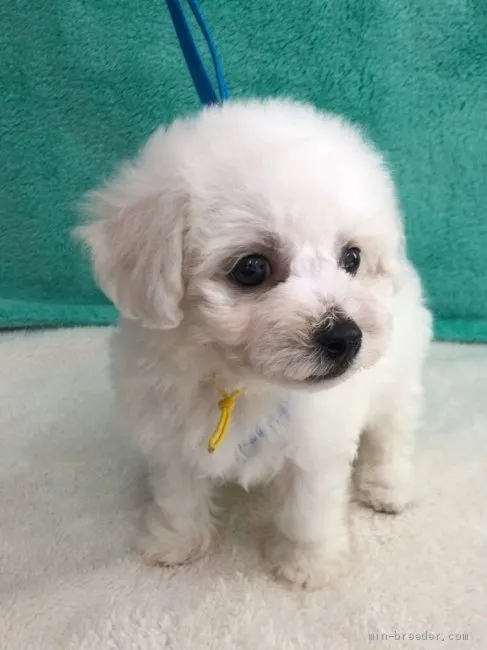 K.Ｉ 様のお迎えした子犬