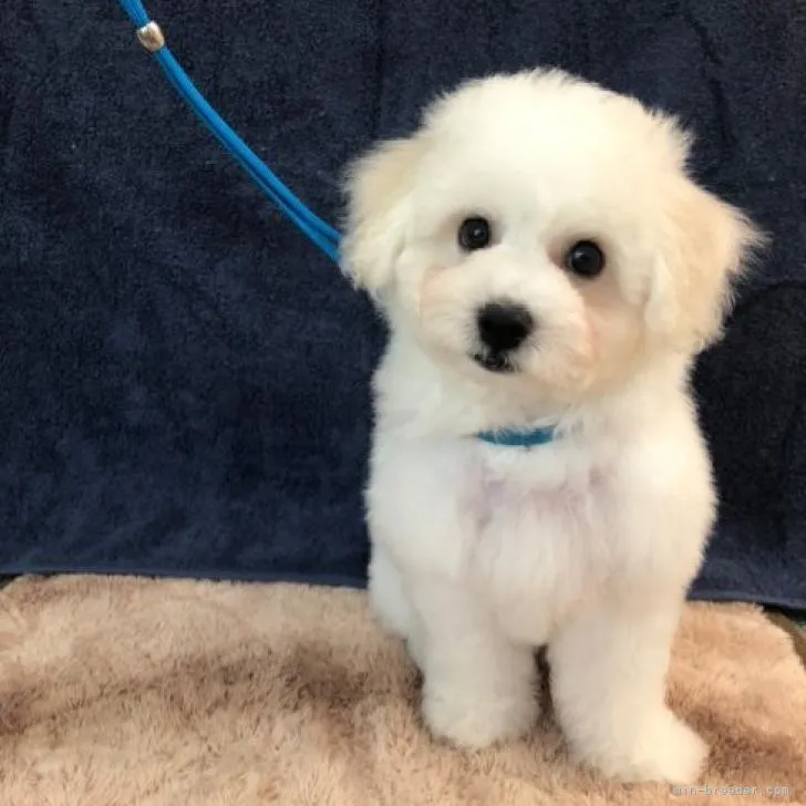 ID：2207-02478の子犬