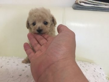 トイプードル(ティーカップ)【石川県・男の子・2017年5月21日・クリーム】の写真「チビチビティーカップの男の子」
